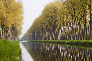 Bruges canal tree reflections