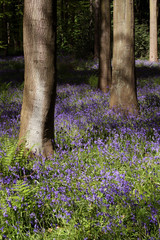 Bluebell wood with trees view