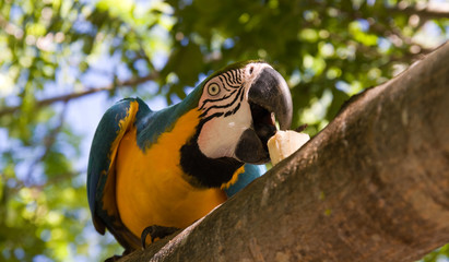 macaw parrot eating