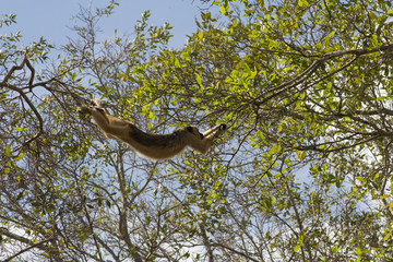 Swinging Howler monkey in pantanal, Brazil