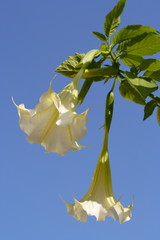 Brugmansia