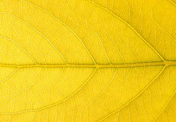 Obraz premium autumn leaf