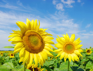 Fototapeta premium sunflowers field