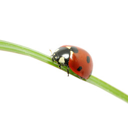 Fototapeta premium ladybug