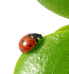 ladybug