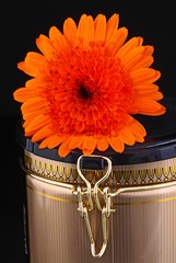 The detail of coffee tin with marigold