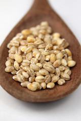 Orge perlé, pearl barley