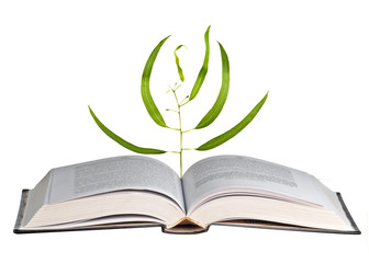 Tree growing from open book