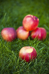 Świeże nektarynki na trawie