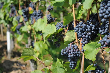 Weinreben mit Trauben