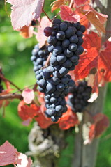 Weintraube mit roten Blättern