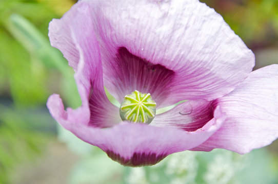 Nahaufnahme lila  Mohnblumenbl&uuml;te