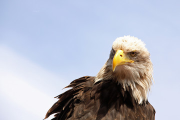 Weisskopfseeadler
