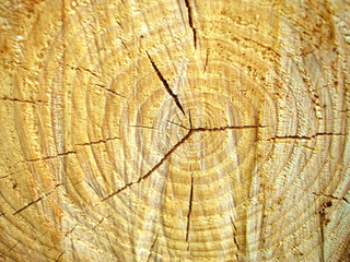 Textur: Baumscheibe - texture: tree grate