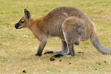 Wallaby