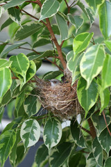 oiseau endémique, espèce menacée, zosterops borbonicus
