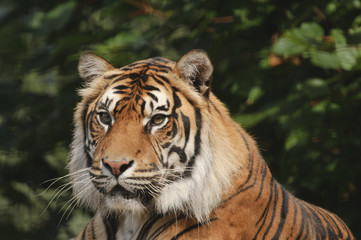 Fototapeta na wymiar Sumatran Tiger
