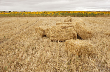 Campo con balle di fieno