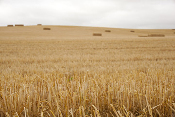 Campo con balle di fieno