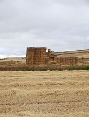 Campo con balle di fieno