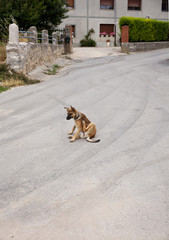 Cane che si gratta in mezzo alla strada © bepsphoto