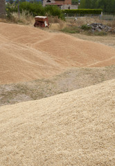 L'accumulo del grano