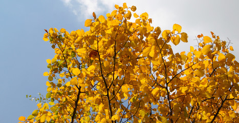 Naklejka na ściany i meble Herbst: gelbe Buchenblätter im Sonnenlicht
