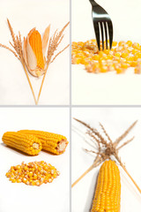 planche maïs 2
