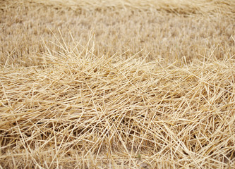 Campo dopo la mietitura