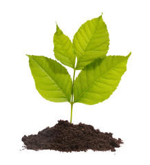 young sprout isolated on white