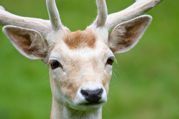 Fallow deer in the wilderness, Black Forest, Germany