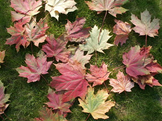 Red maple leaves on the grass