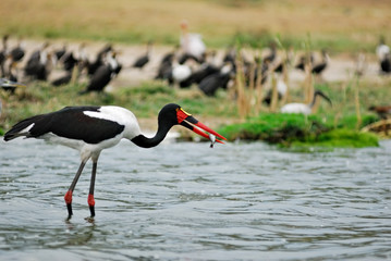 Saddle-billed stork (ephippiorhyncbus senegalensis)
