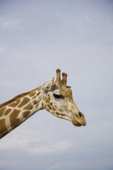 Obraz premium Profile of giraffe