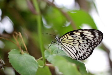 Tree nymph butterfly