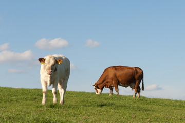 Rinder auf der Weide