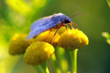 Papillon de nuit sur une fleur