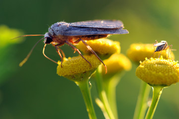 Papillon de nuit sur une fleur