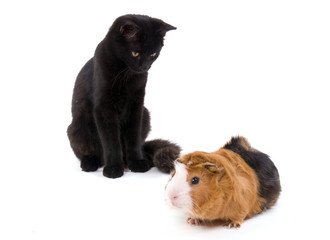 chat noir et cochon d'inde