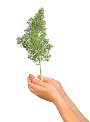 Tree in palms as a symbol of nature protection