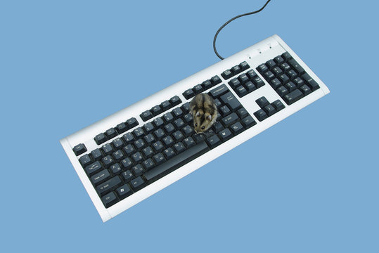 Hamster on a keyboard