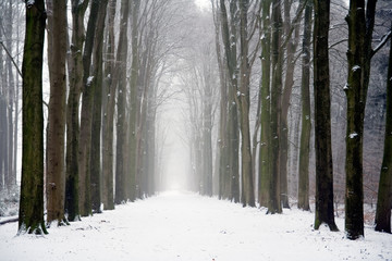Forest winter