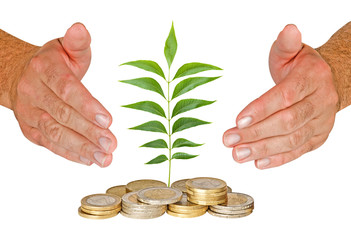 Fototapeta na wymiar Hands protecting seedling growing from coins