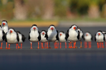 Fototapeta premium Flock of Black Skimmers