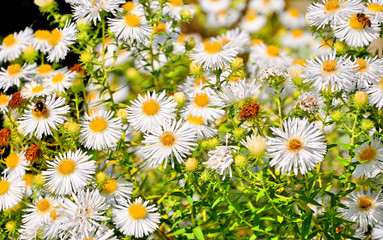 flore d'automne