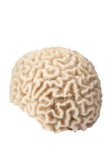 coral