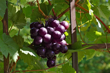 Blue ripe grapes in the garden