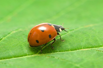 ladybug