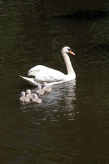Mother swan with cygnets
