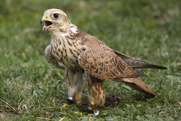 Falco